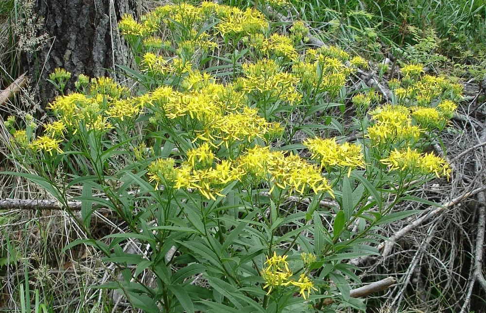 Senecione di Fuchs, Senecio ovatus (Asteraceae)