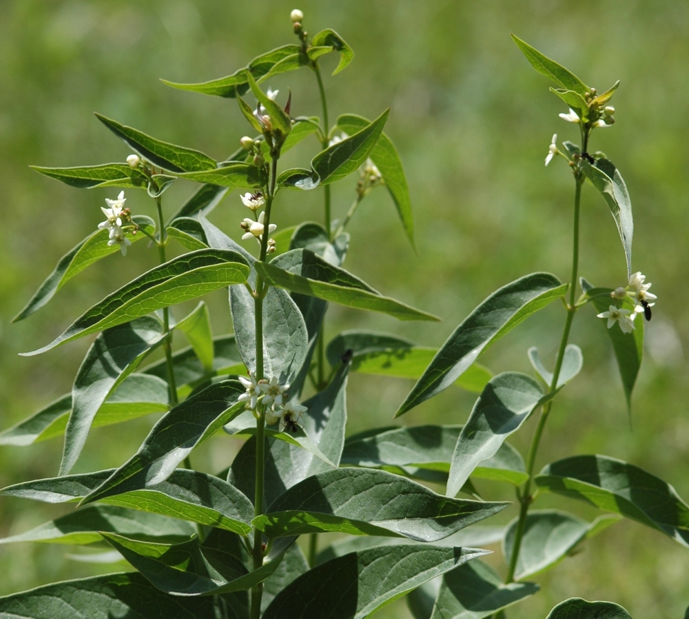 Vincetossico comune, Vincetoxicum hirundinaria (Apocynaceae)