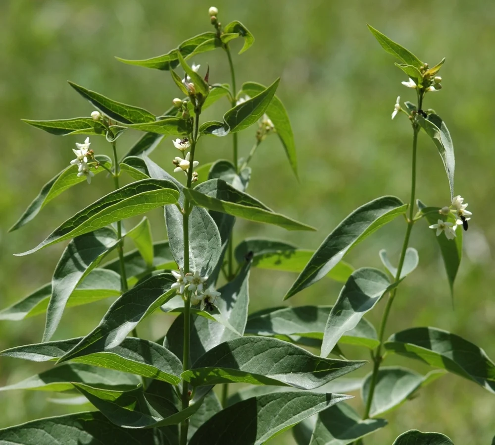 Vincetossico comune, Vincetoxicum hirundinaria (Apocynaceae)
