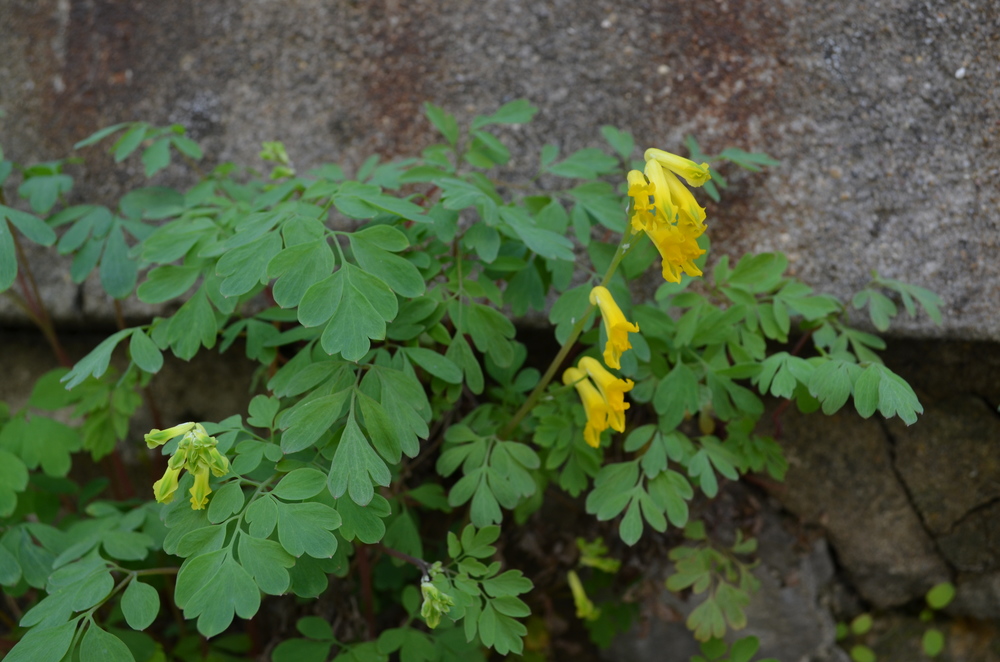 Colombina gialla, Corydalis lutea (Papaveraceae)