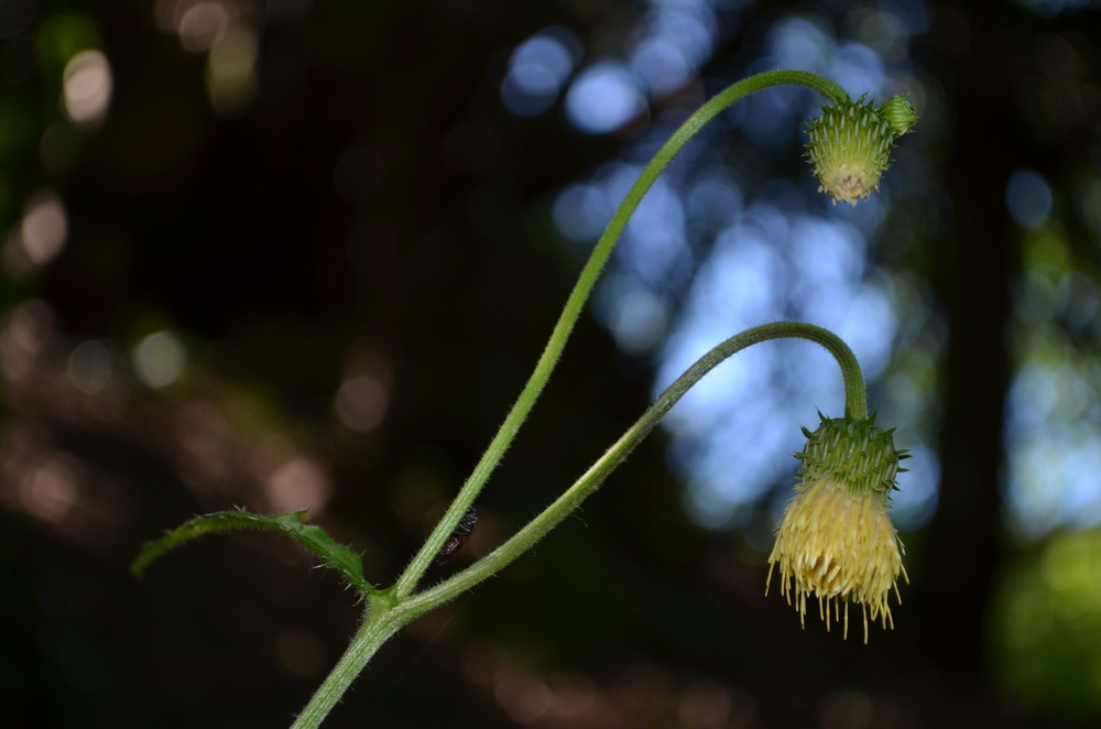 Cardo zampa d'orso, Cirsium erisithales (Asteraceae)