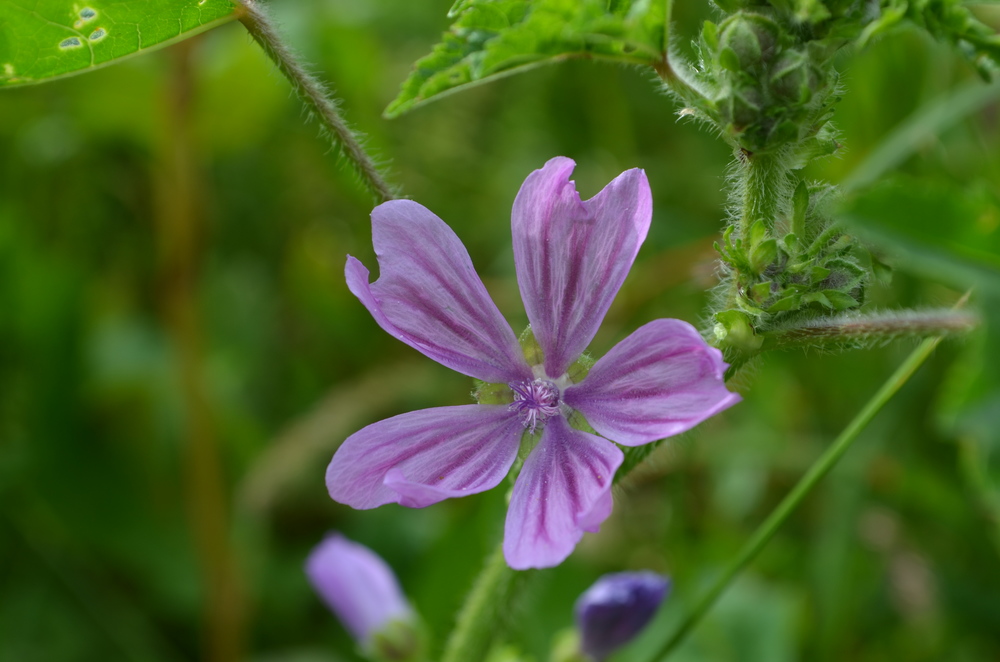 Malva selvatica, Malva sylvestris (Malvaceae)
