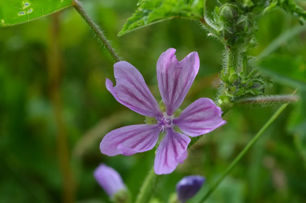 Malva selvatica, Malva sylvestris (Malvaceae)