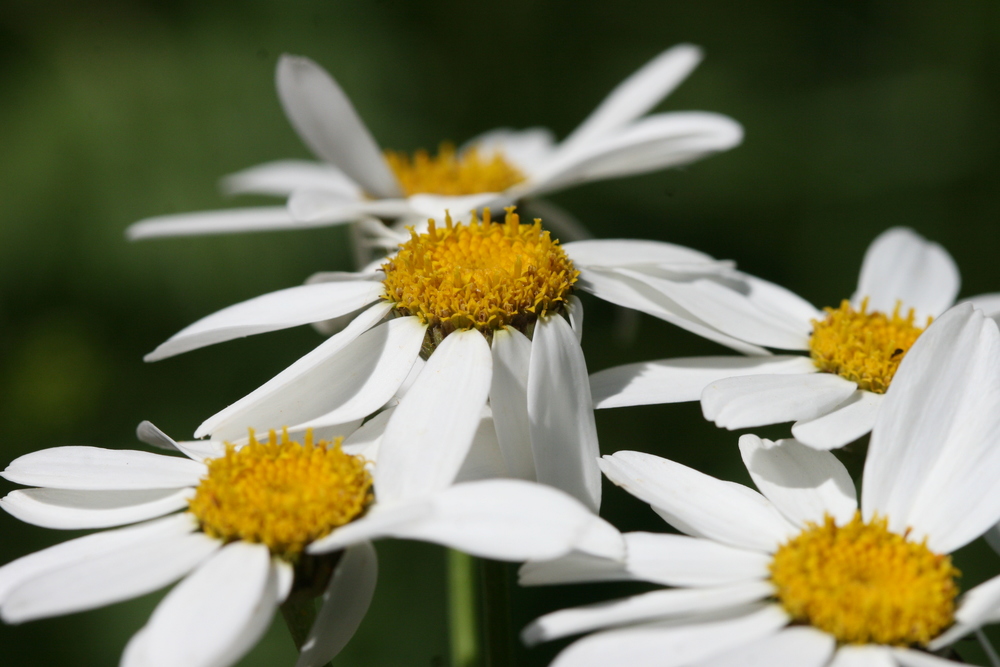 Erba amara dei boschi, Tanacetum corymbosum (Asteraceae)