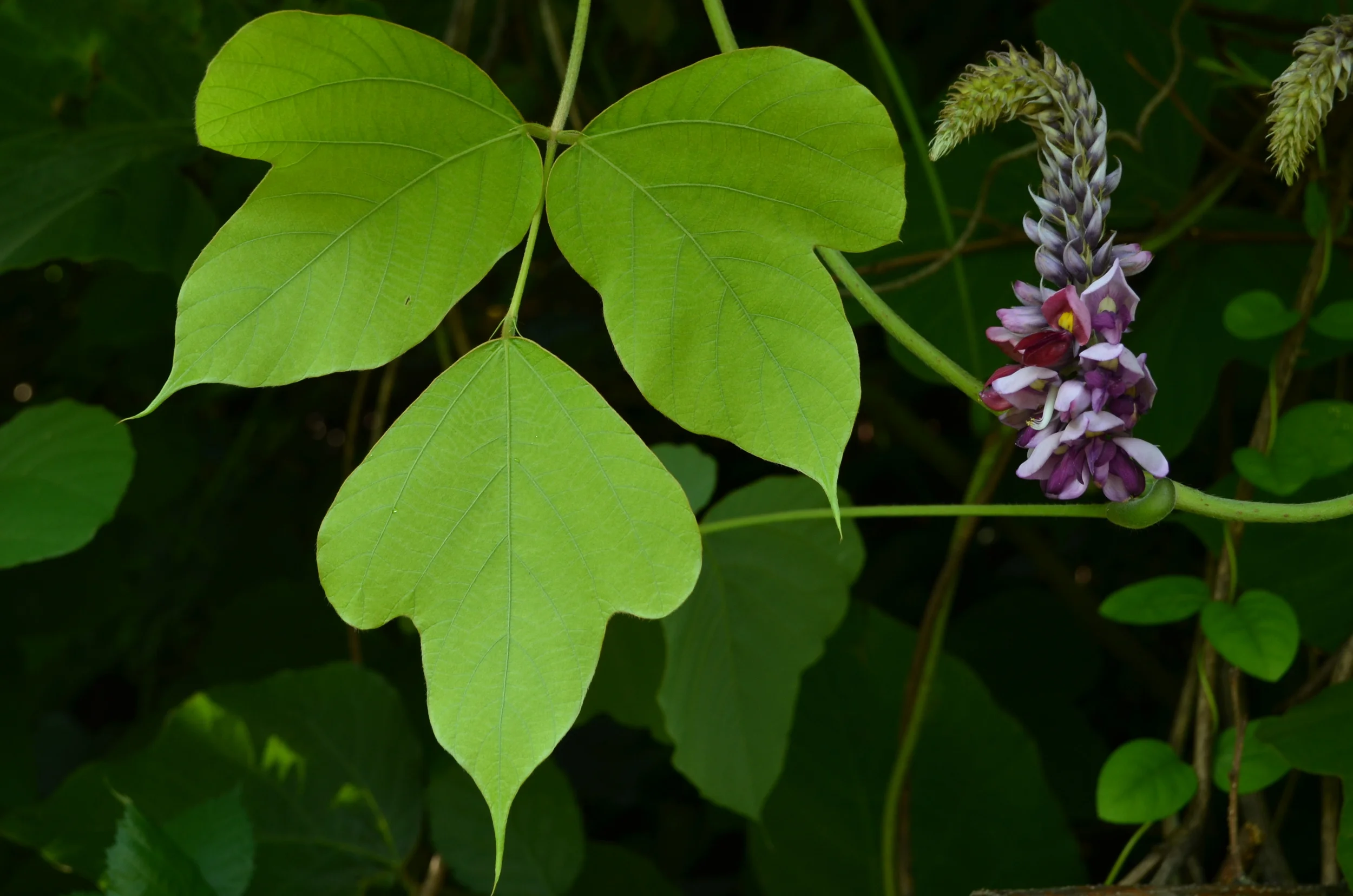 Pueraria irsuta, Pueraria lobata (Fabaceae)