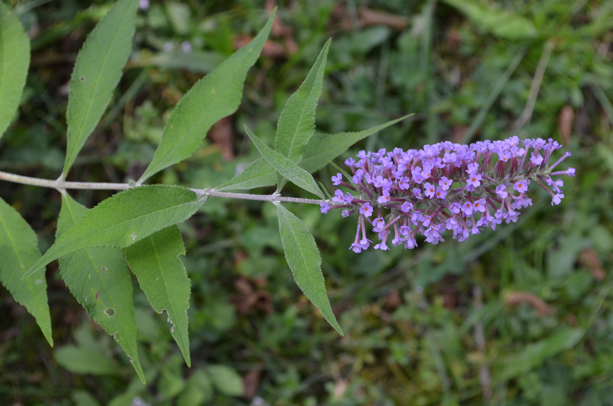   Buddleja,    Buddleja davidii    (  Scrophulariaceae)    Origine:  Cina   