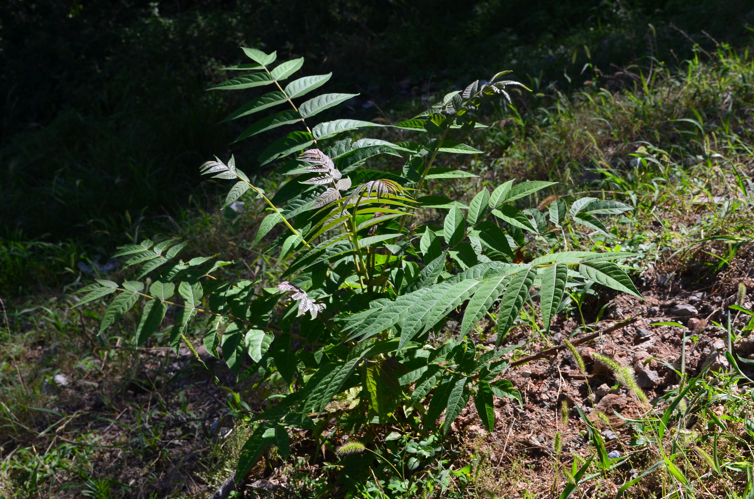   Ailanto,  Ailanthus altissima  (Simaroubaceae)    Origine:  Cina   