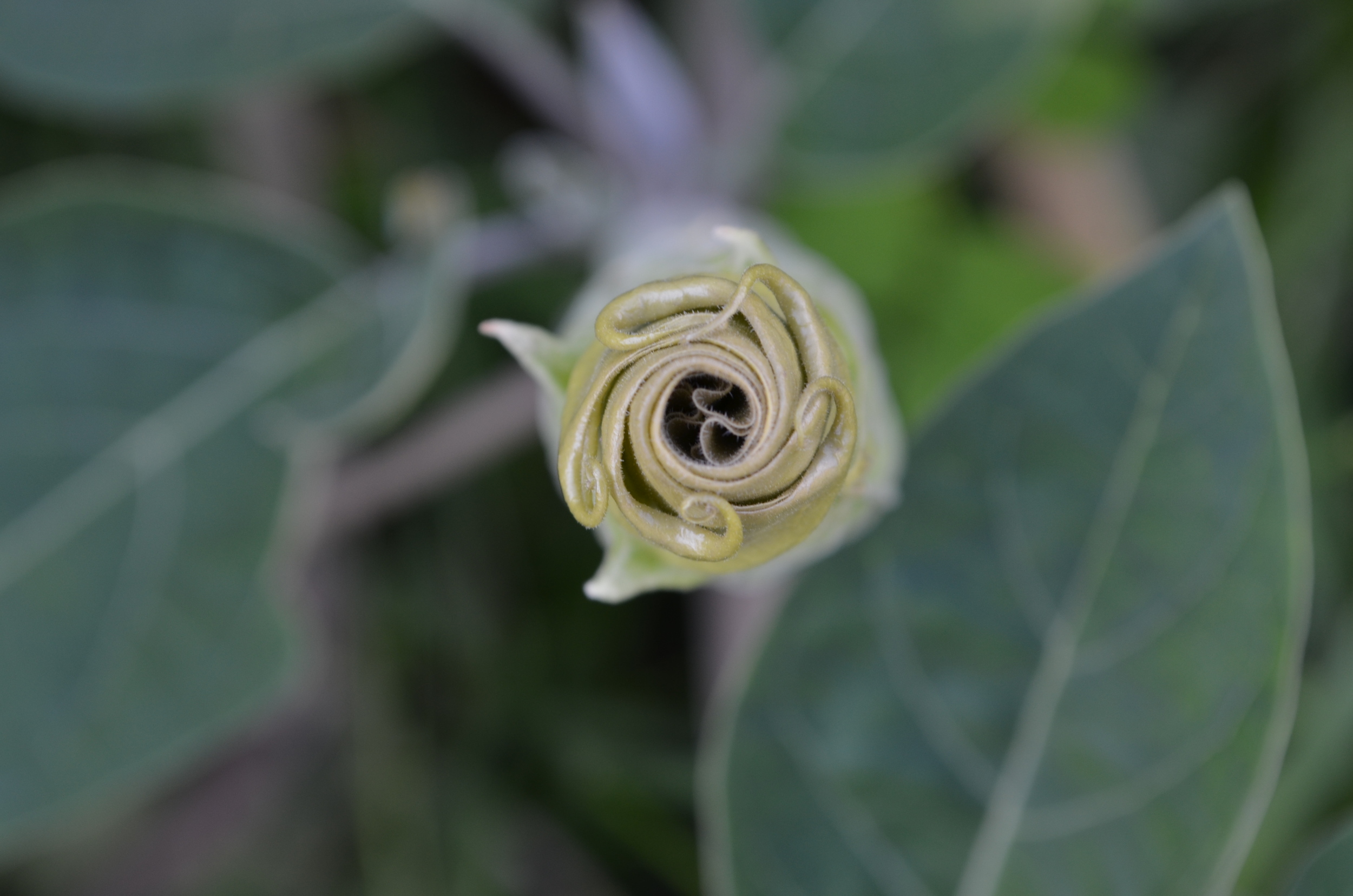   Stramonio   ,     Datura inoxia    (Solanaceae)    Origine:  America centrale e meridionale   