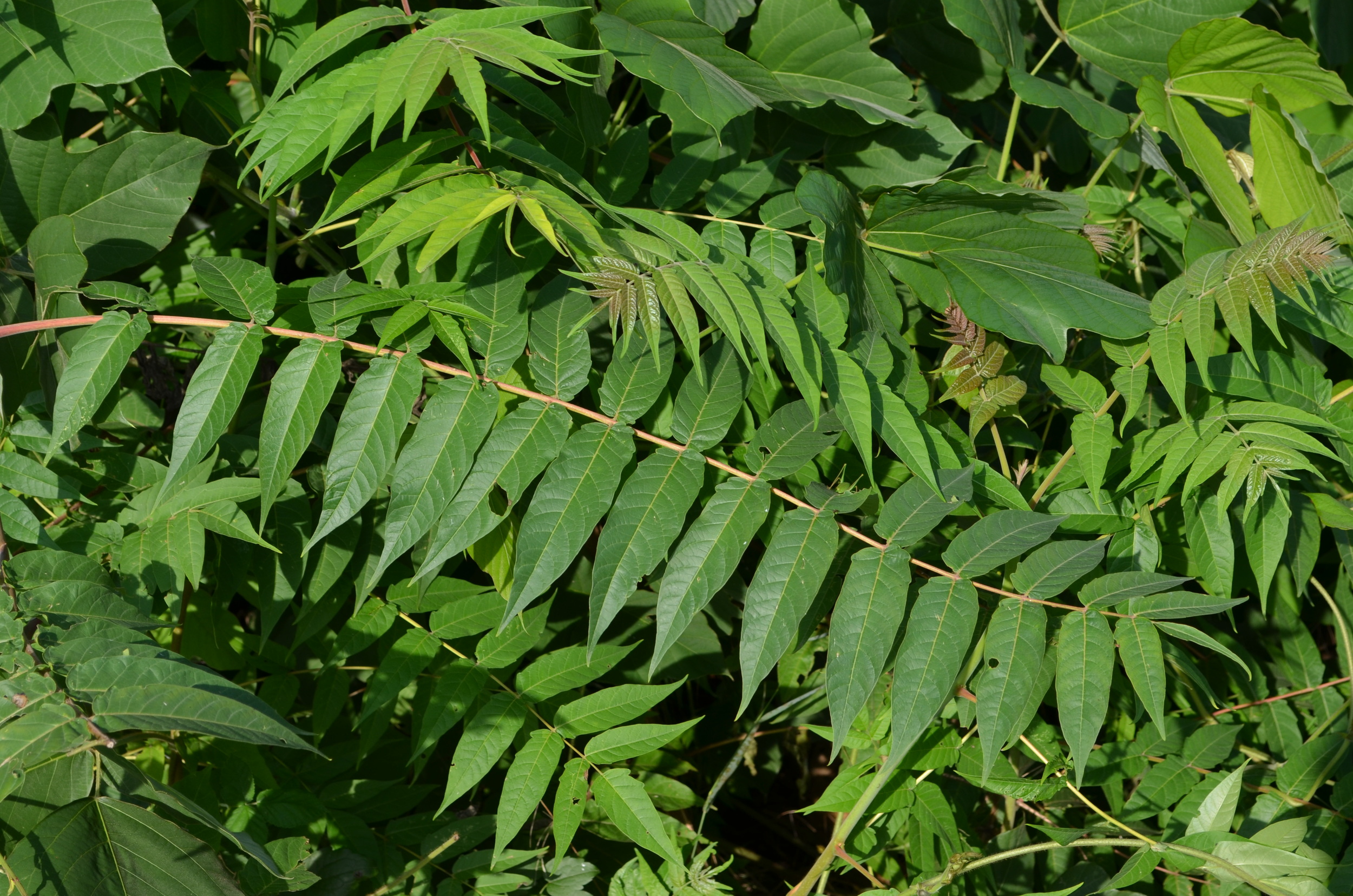   Ailanto,  Ailanthus altissima  (Simaroubaceae)    Origine:  Cina   