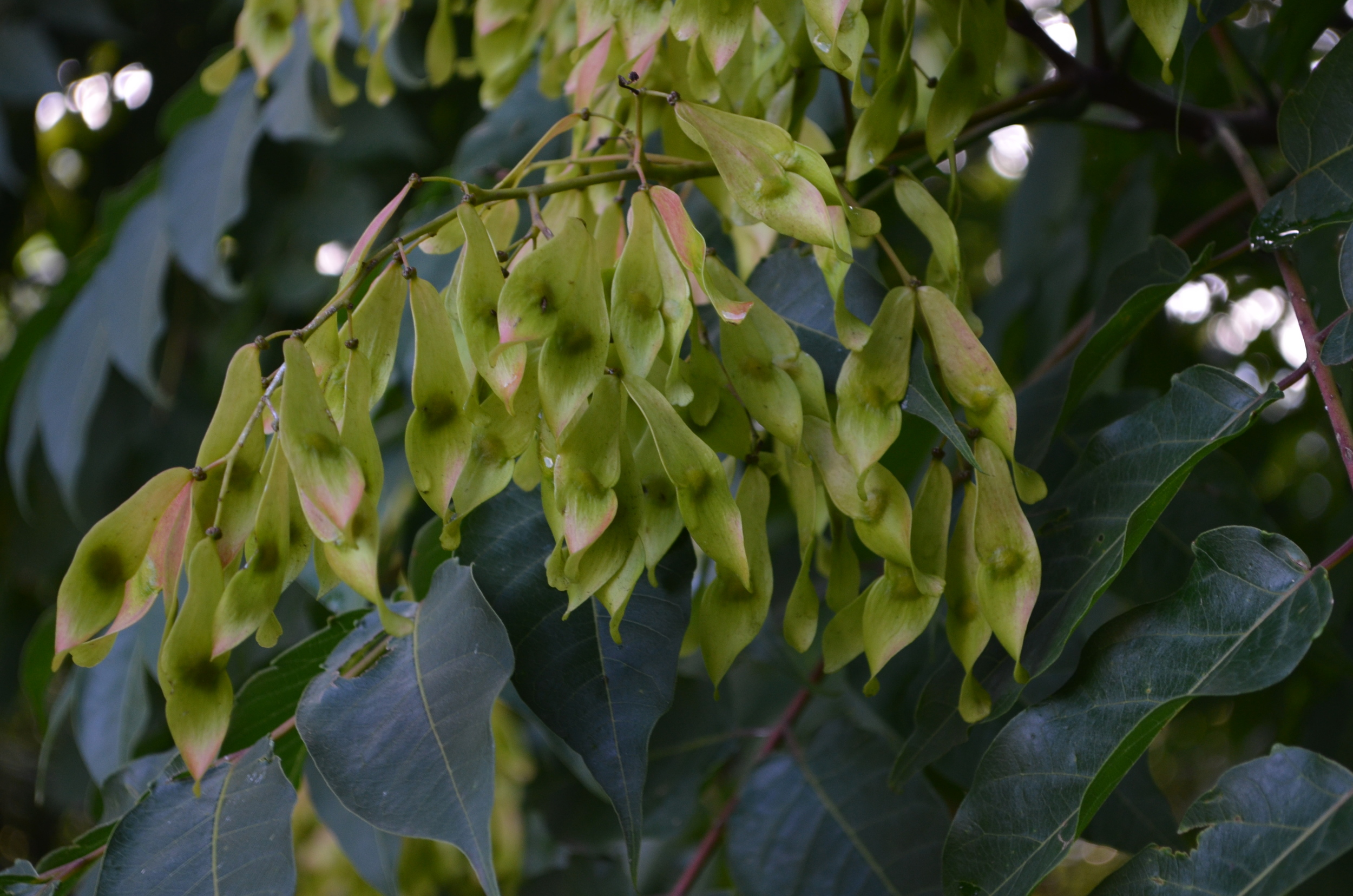   Ailanto,  Ailanthus altissima  (Simaroubaceae)    Origine:  Cina   