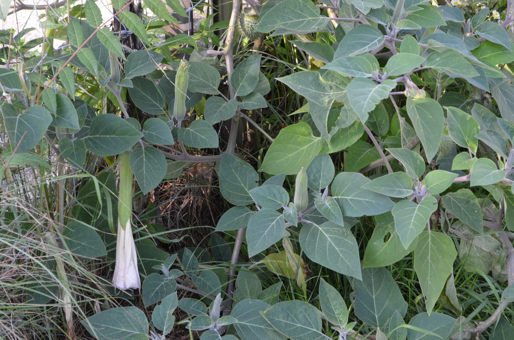  Stramonio,  Datura inoxia  (Solanaceae) Origine: America cantrale e meridionale 