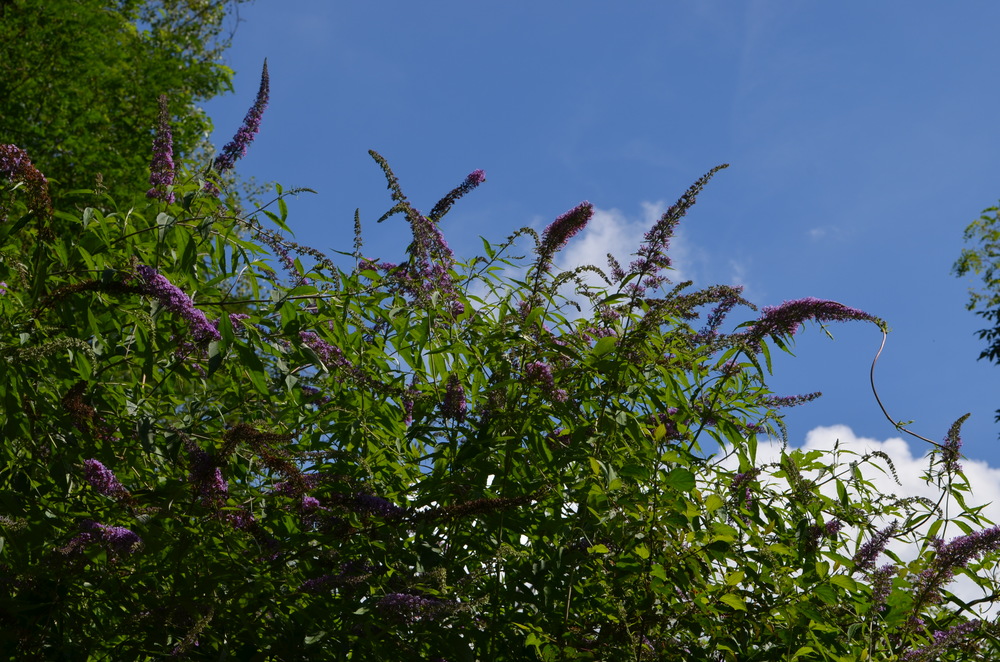  Buddleja,  Buddleja davidii  (Scrophulariaceae) Origine: Cina 