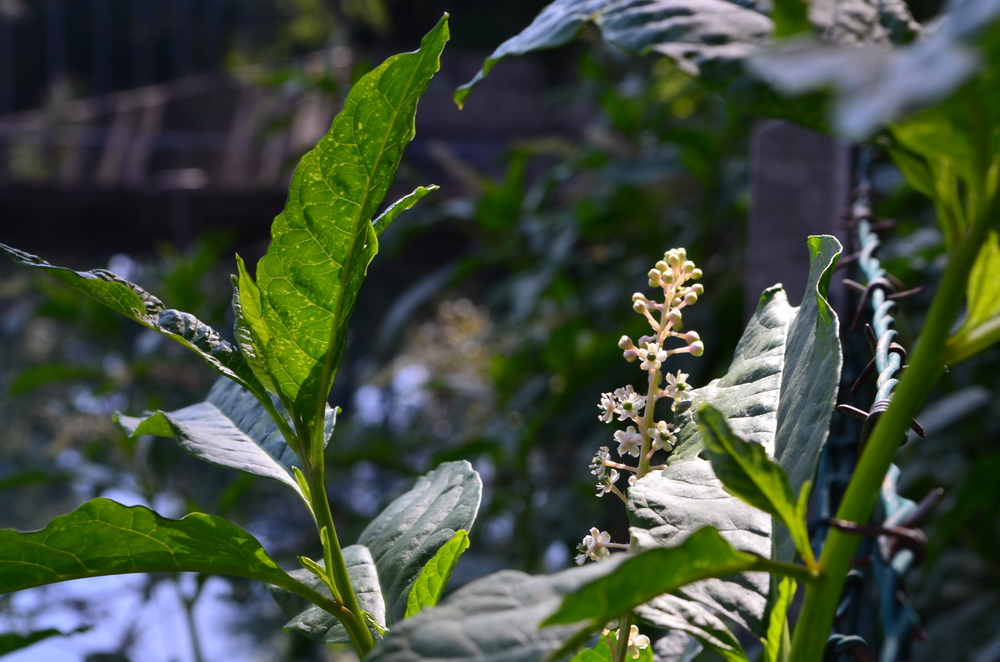  Cremesina uva turca,  Phytolacca americana  (Phytolaccaceae) Origine: America settentrionale 