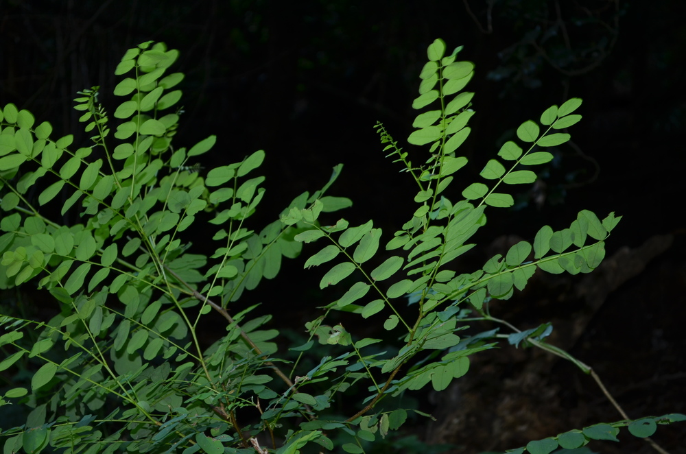  Robinia,  Robinia pseudoacacia  (Fabaceae) Origine: America settentrionale 