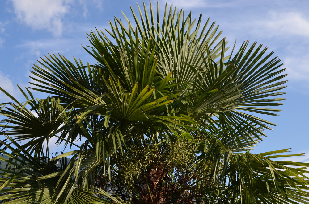  Palma di Fortune,  Trachycarpus fortunei  (Arecaceae) Origine: Cina e Myanmar 