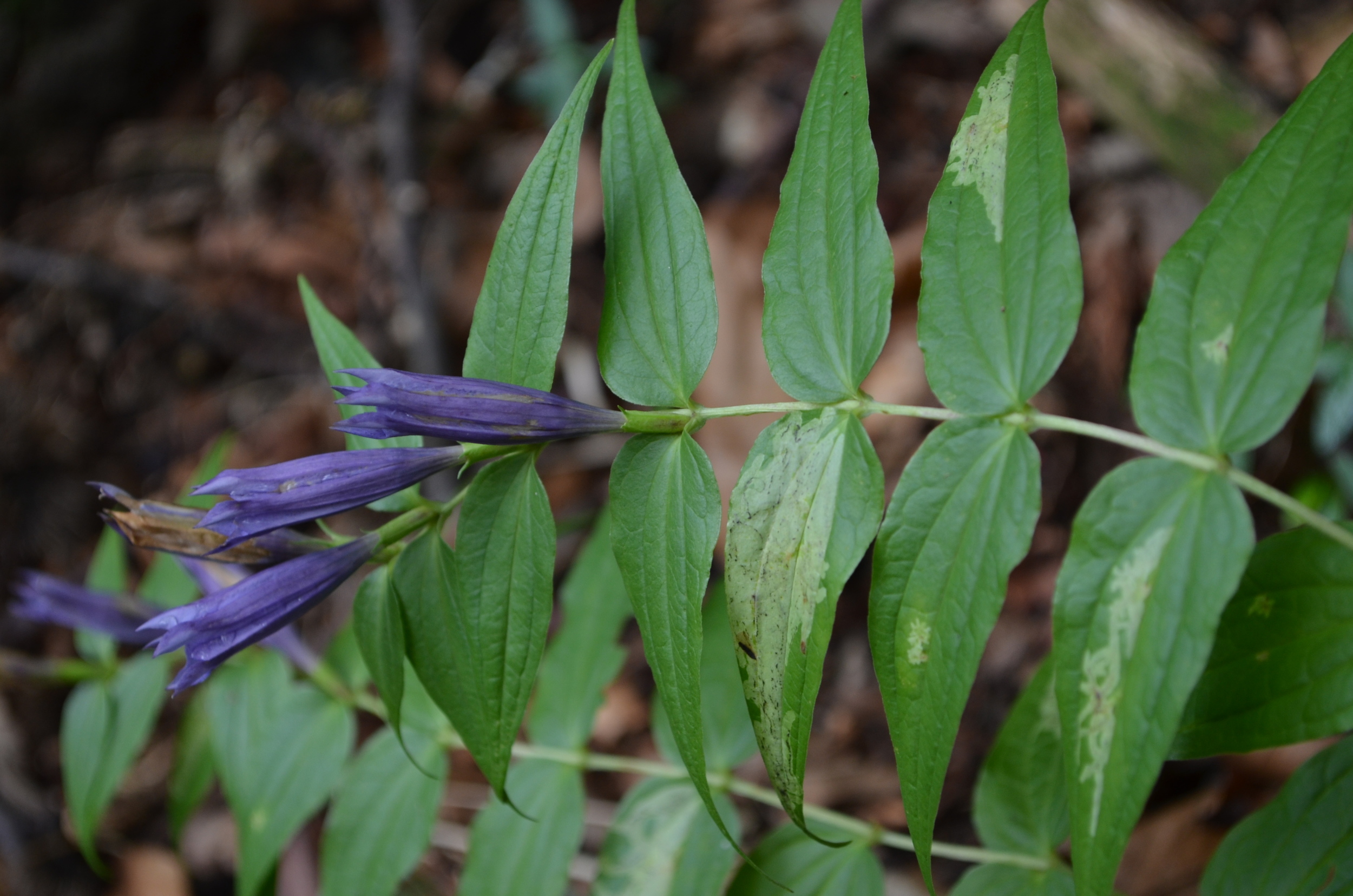   Genziana asclepiade,  Gentiana asclepiadea  (Gentianaceae)  