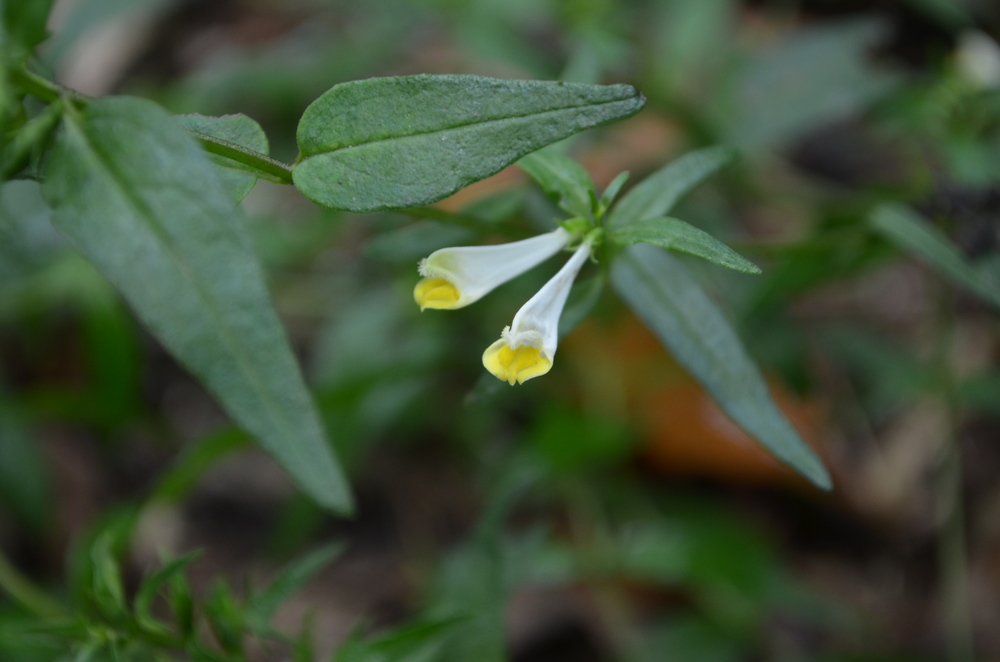   Spigarola bianca,  Melampyrum pratense  (Orobanchaceae)  