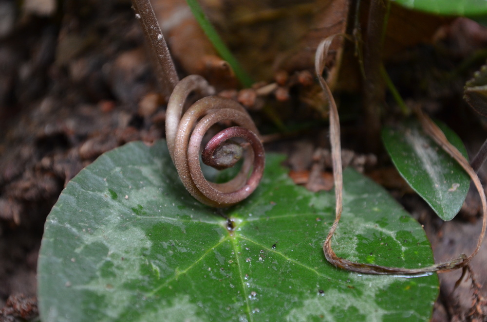   Ciclamino delle Alpi,  Cyclamen purpurascens  (Primulaceae)  