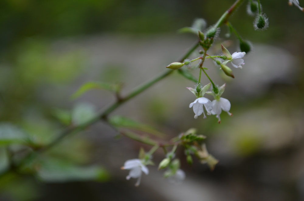   Erba maga comune,  Circaea lutetiana  (Onagraceae)  