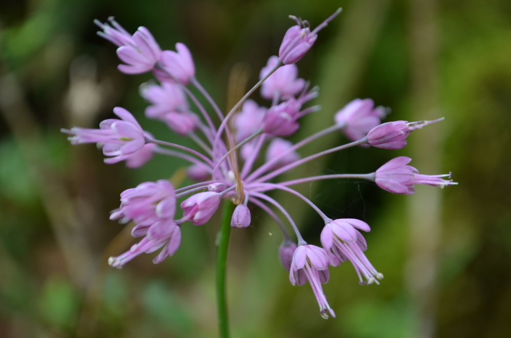   Aglio grazioso,  Allium carinatum  subsp.  pulchellum  (Amaryllidaceae)  