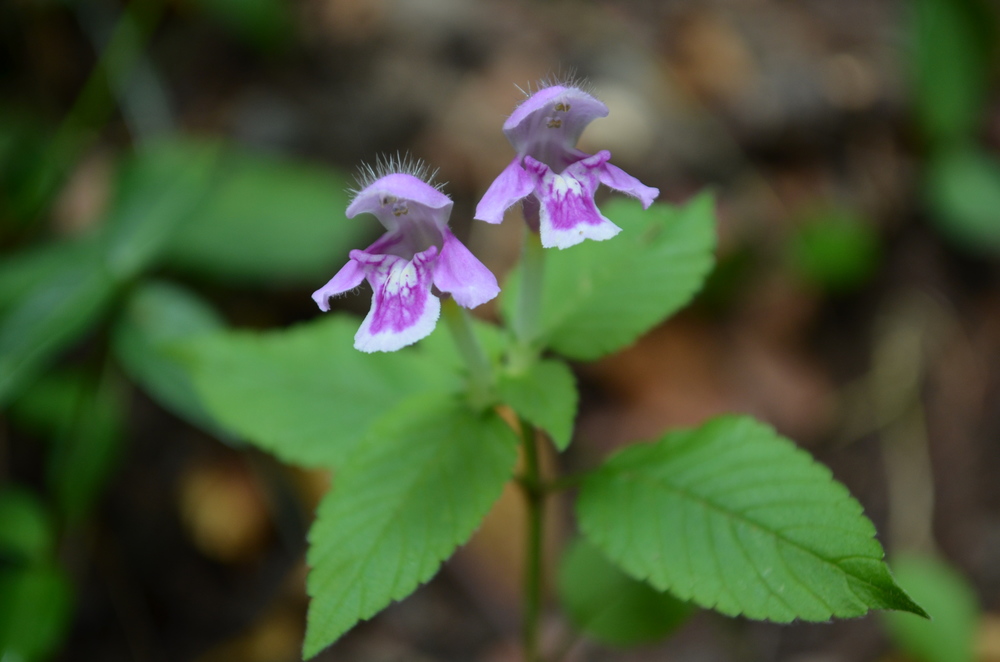  Canapetta pubescente,&nbsp; Galeopsis pubescens &nbsp;(Lamiaceae) 