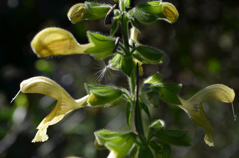  Salvia vischiosa,  Salvia glutinosa  (Lamiaceae) 