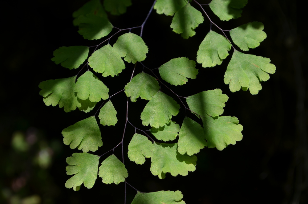 Capelvenere comune, Adiantum capillus-veneris (Pteridaceae)