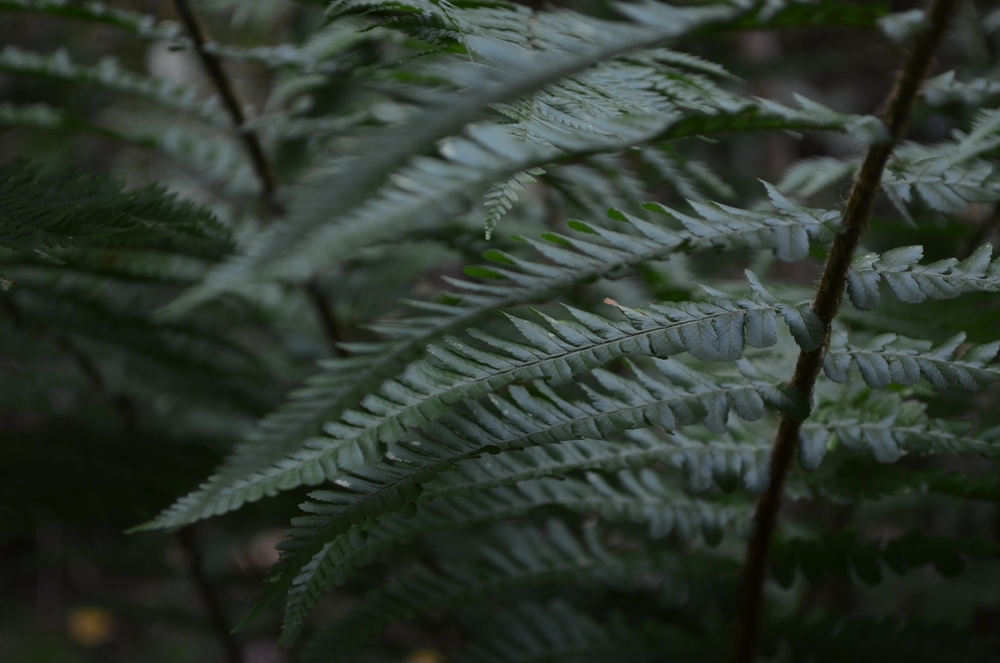  Felce maschio,  Dryopteris filix-mas  (Dryopteridaceae) 