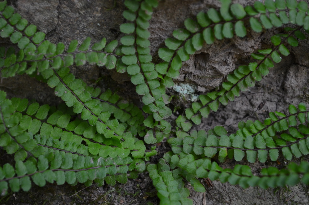  Asplenio tricomane,  Asplenium trichomanes  (Aspleniaceae) 