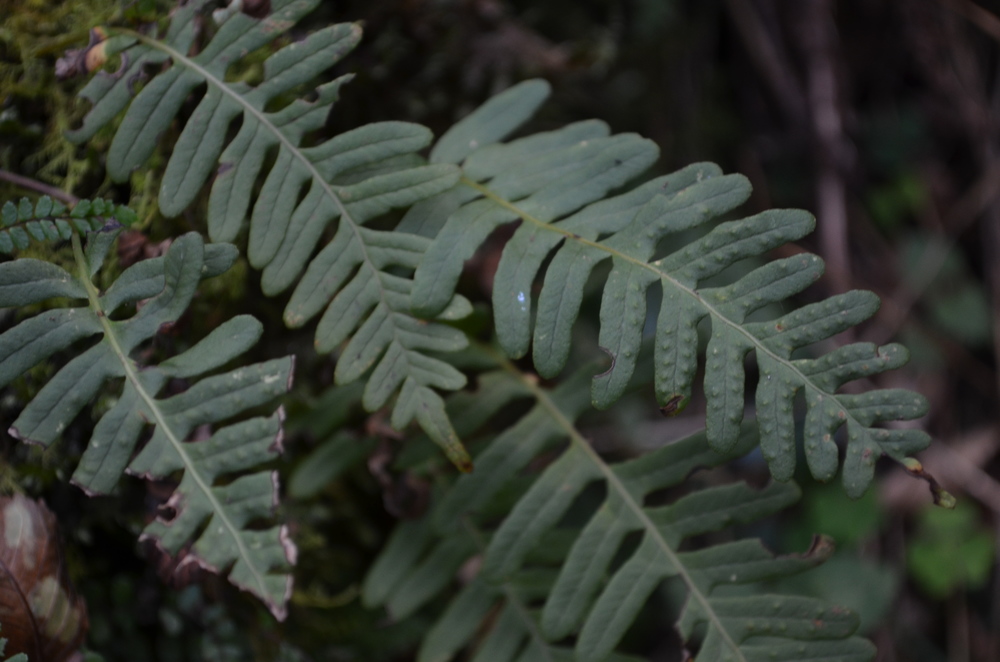  Polipodio comune,  Polypodium vulgare  (Polypodiaceae) 