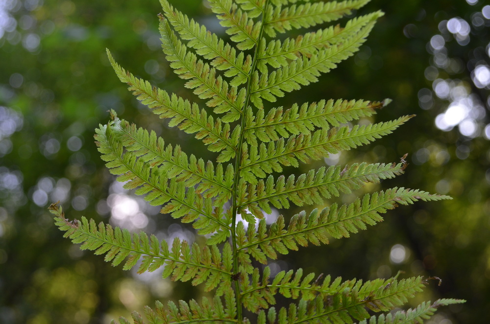  Felce femmina,  Athyrium filix-femina  (Woodsiaceae) 