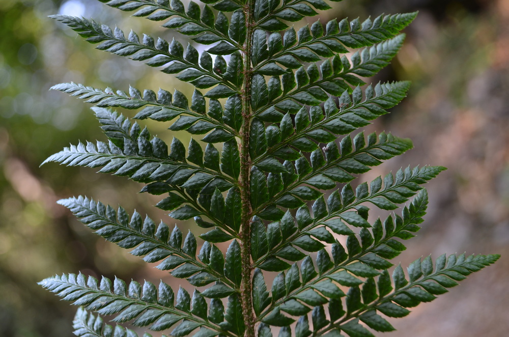  Felce aculeata,  Polystichum aculeatum  (Dryopteridaceae) 