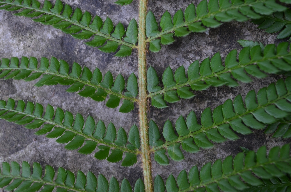  Felce setifera,  Polystichum setiferum  (Dryopteridaceae) 