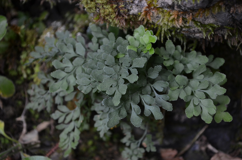  Asplenio ruta di muro,  Asplenium ruta-muraria  (Aspleniaceae) 