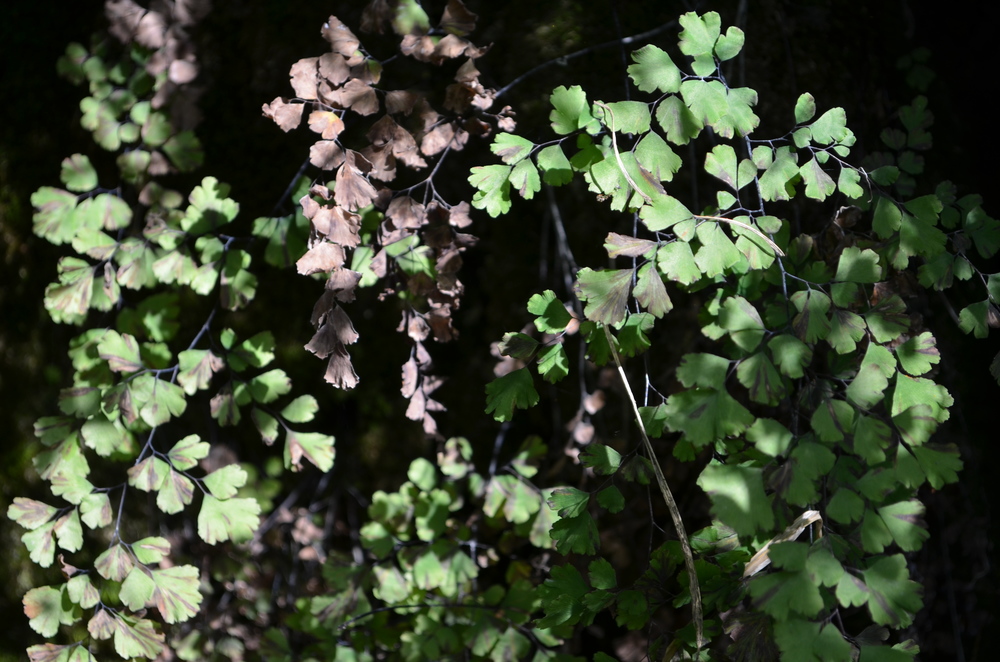  Capelvenere comune,  Adiantum capillus-veneris  (Pteridaceae) 