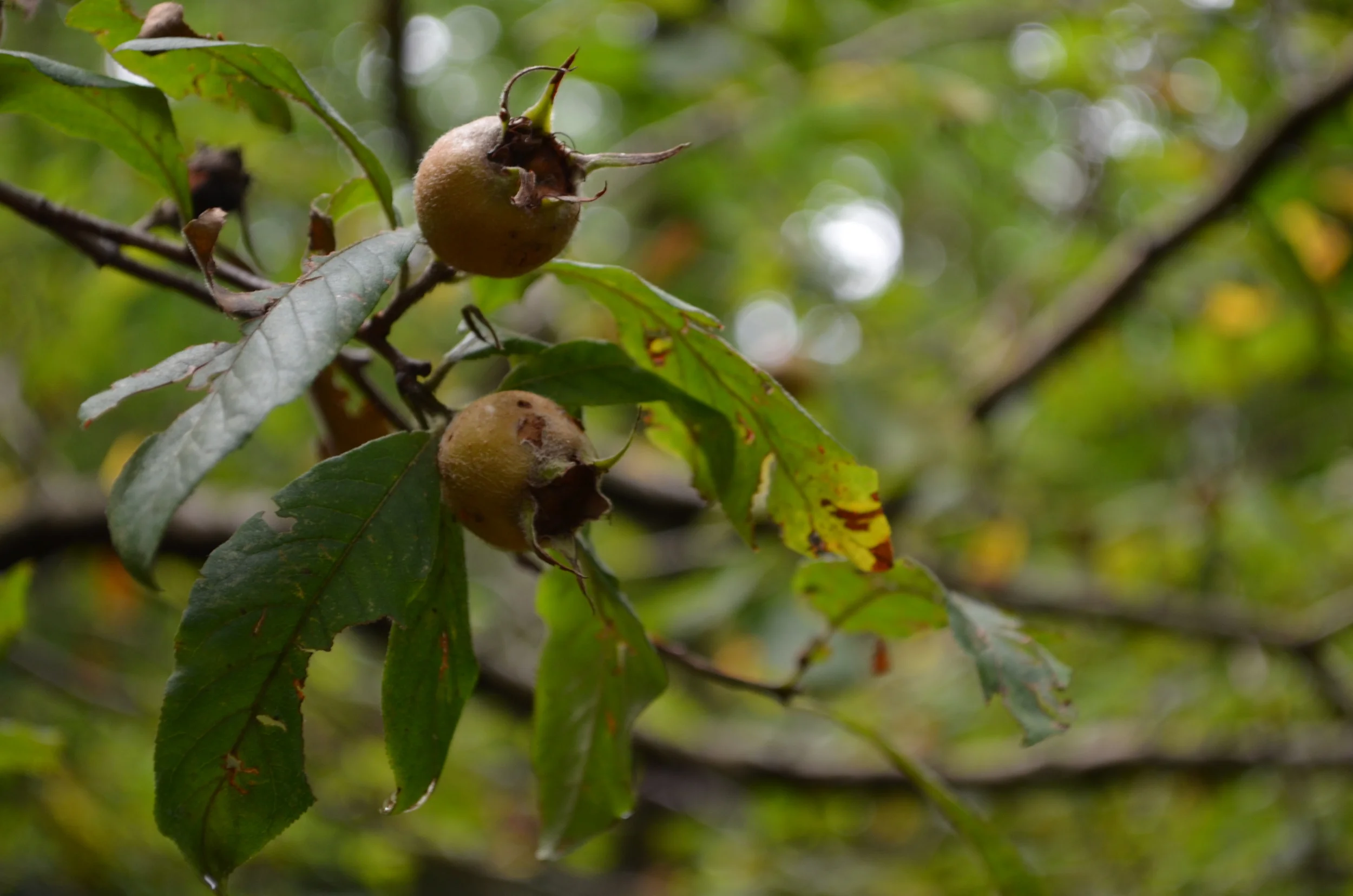 Nespolo volgare, Mespilus germanica (Rosaceae)