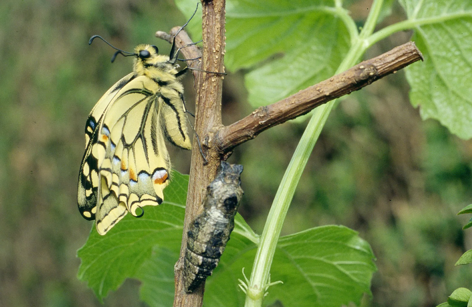 Machaon_metamorphose_7.jpg