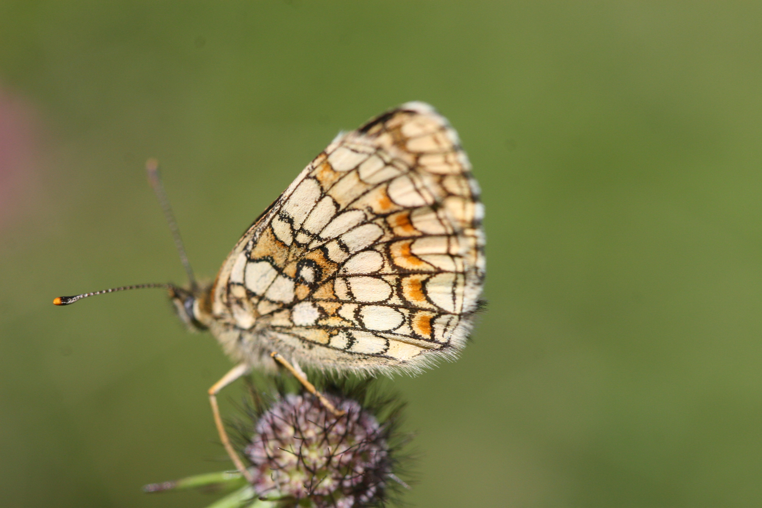 IMG_4037 Melitaea athalia.JPG