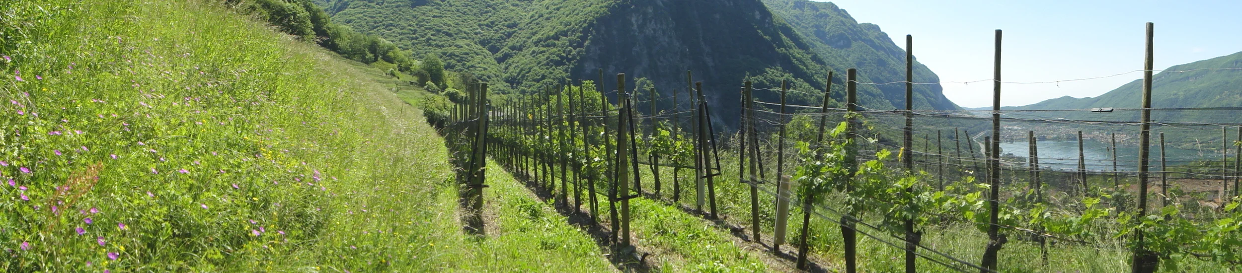 21 maggio 2016 - Tra un filare e l'altro