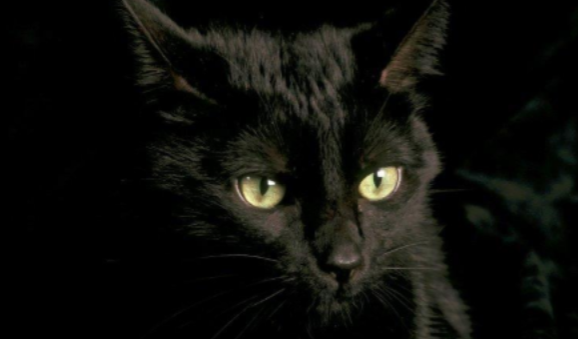 blkkitty.png