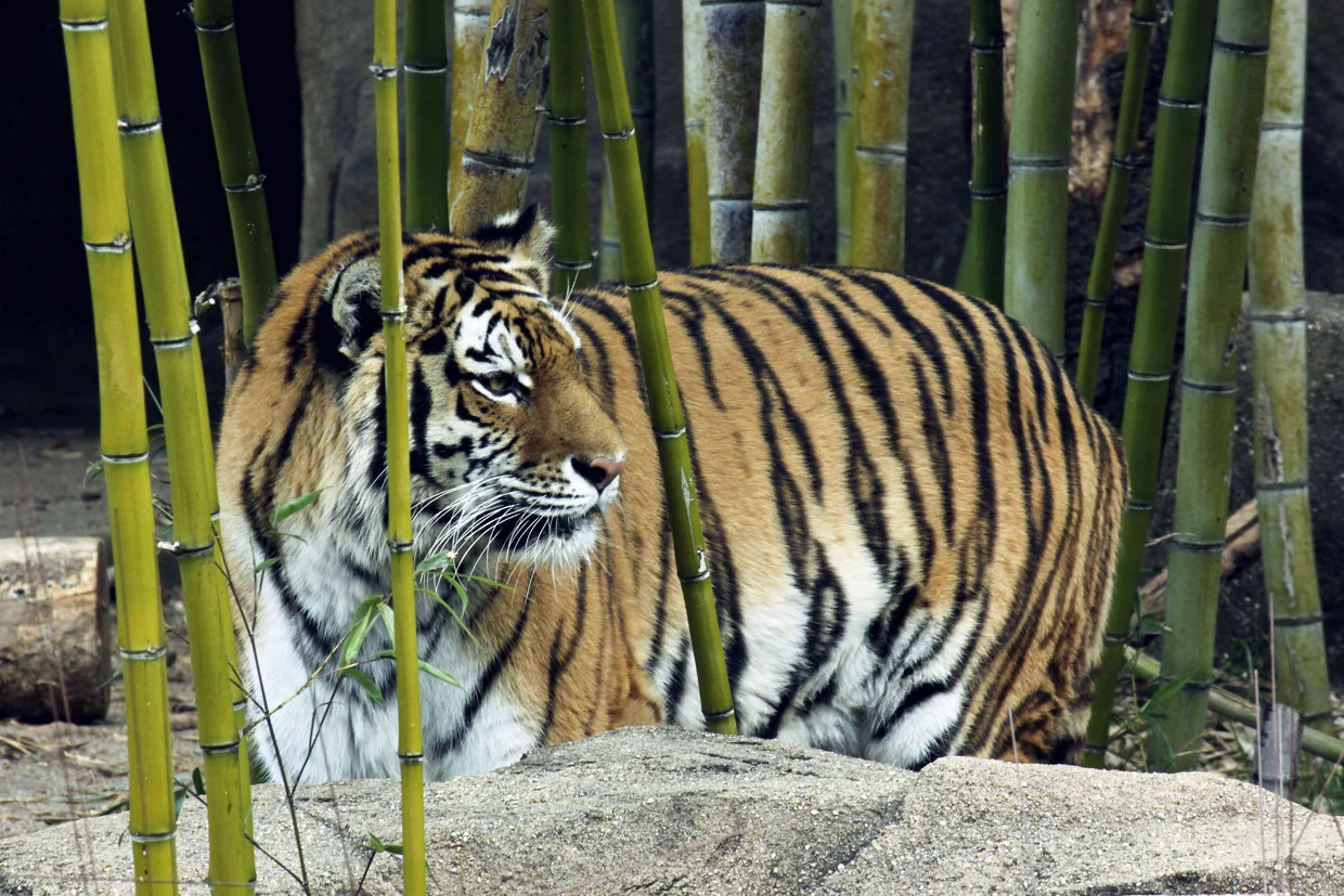 zoo5.jpg
