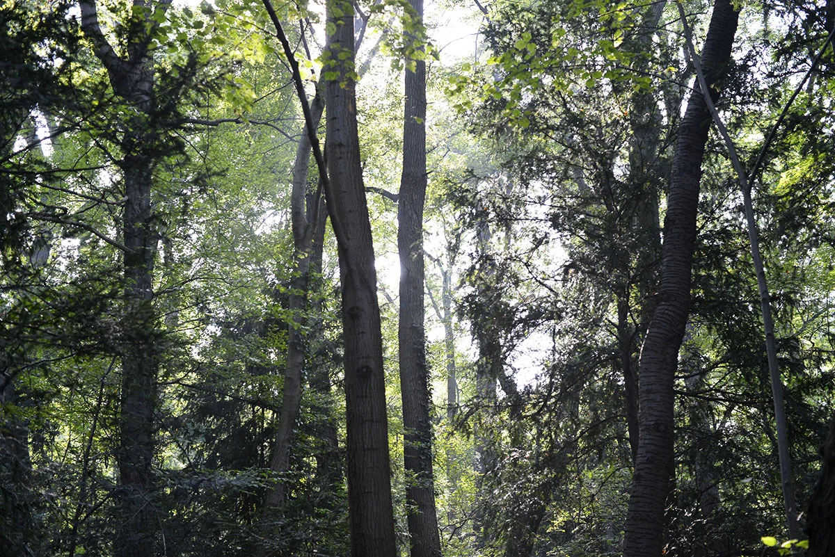Schonbrünn - Path 3.jpg