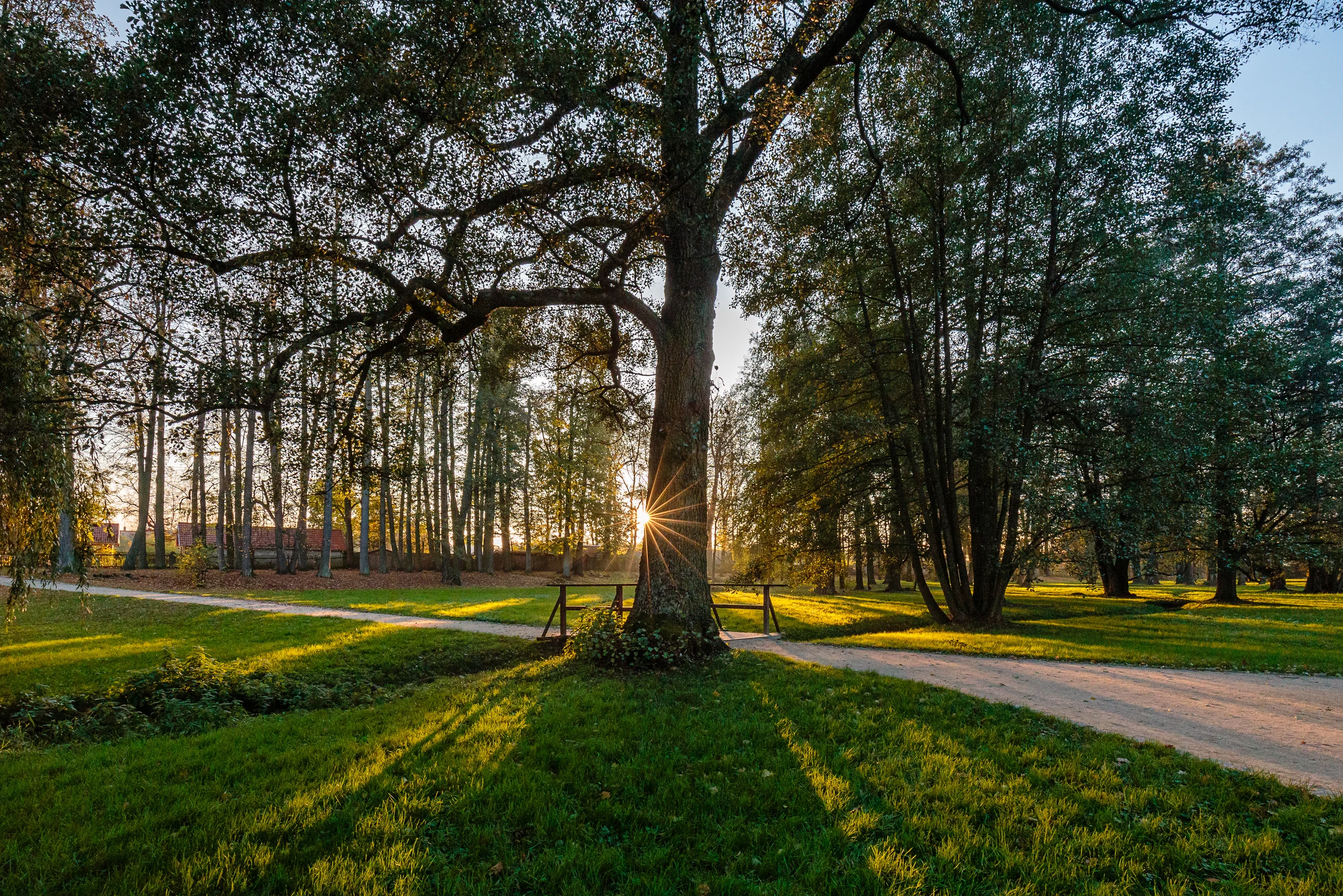 Forest sunset.jpg