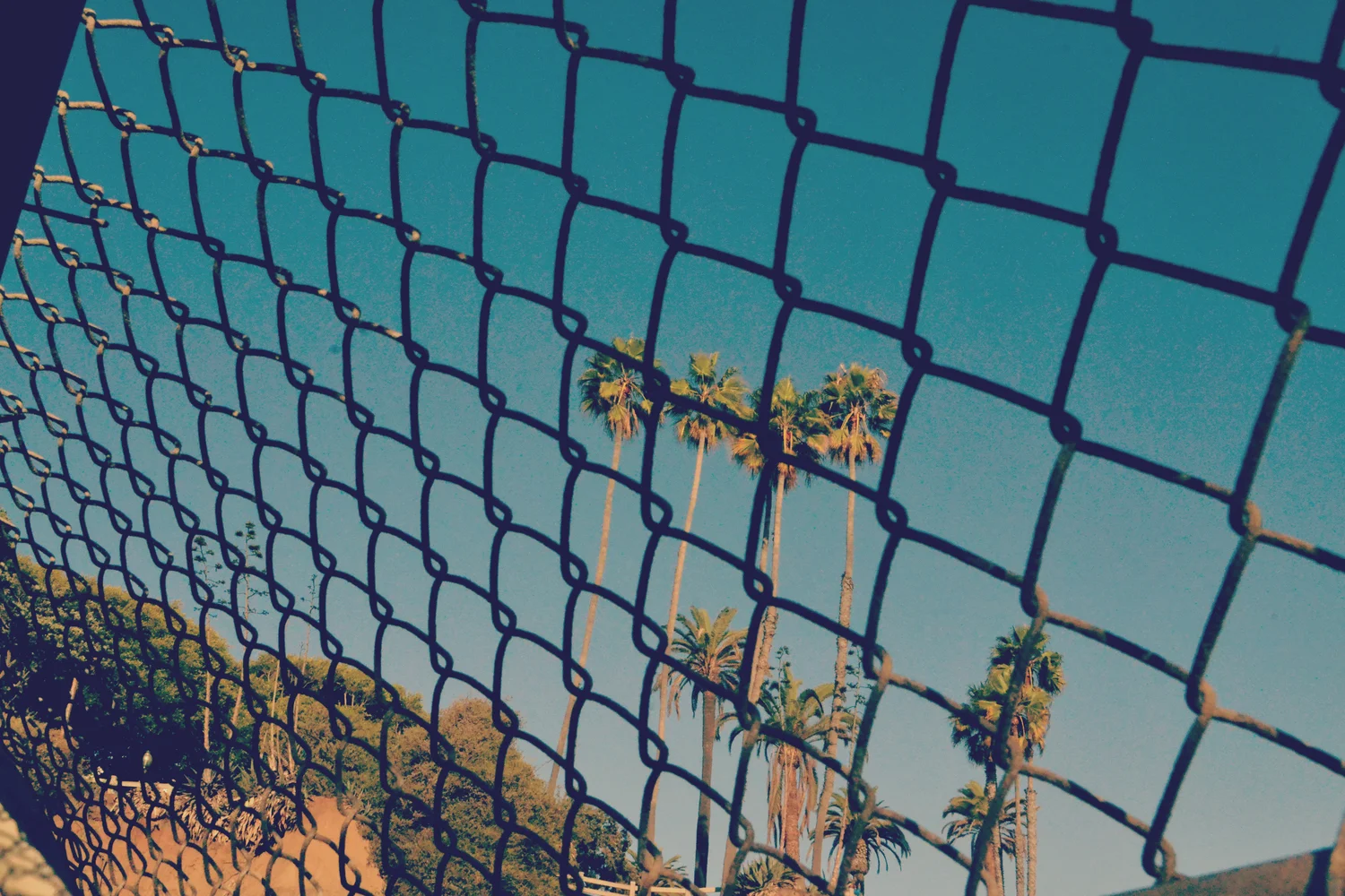 treethrouhfence.jpg