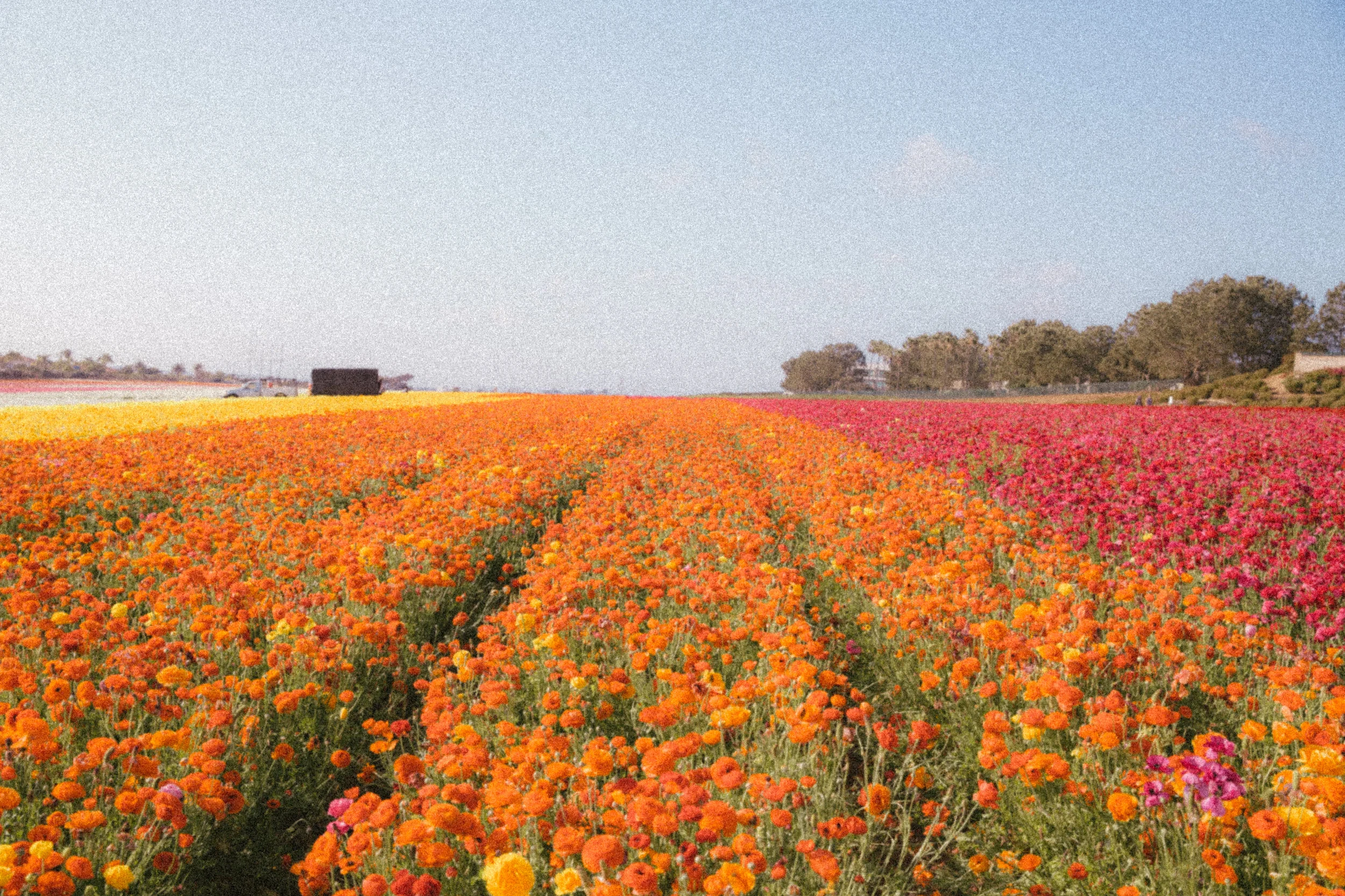FLOWER_FIELDS-54.jpg