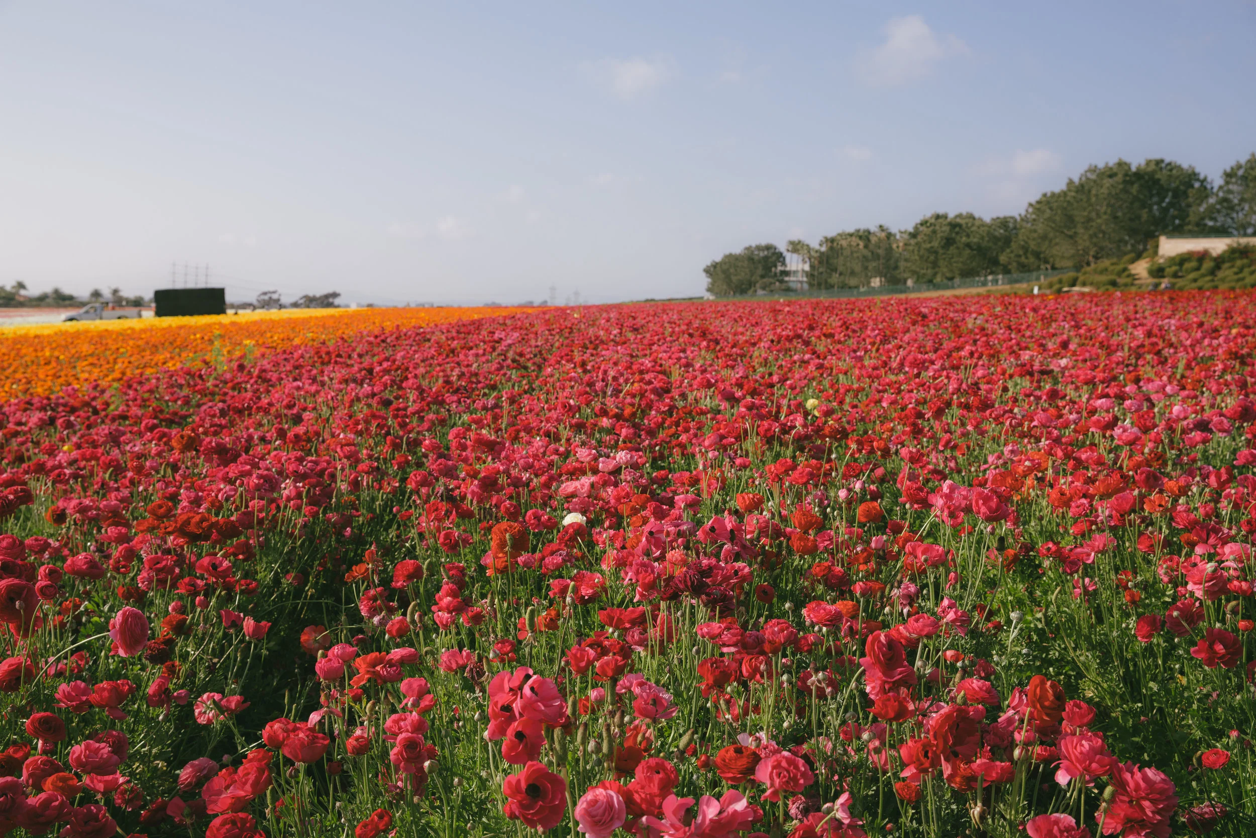 FLOWER_FIELDS-55.jpg