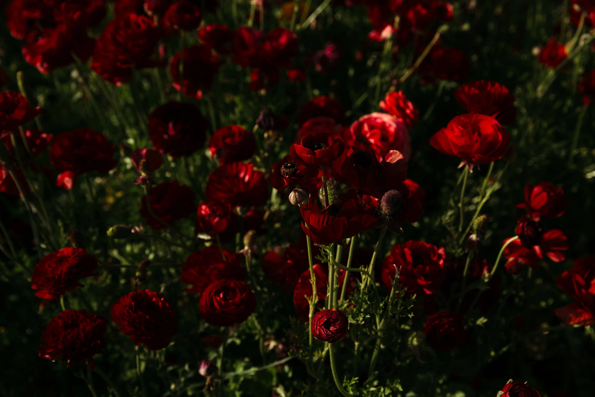 FLOWER_FIELDS-56.jpg