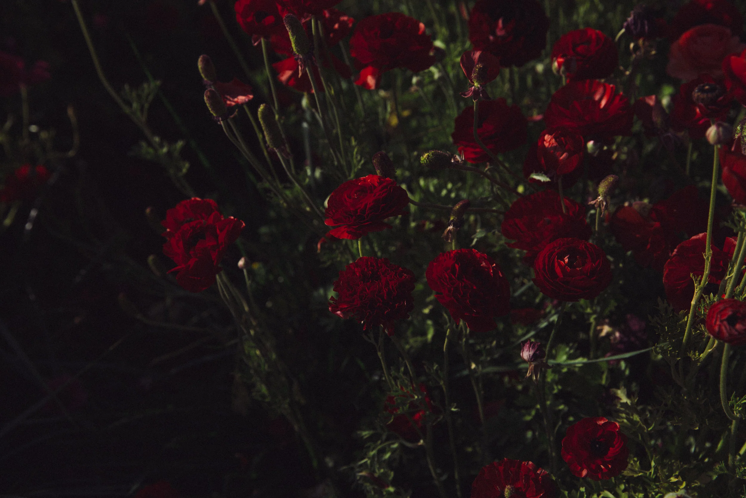 FLOWER_FIELDS-57.jpg