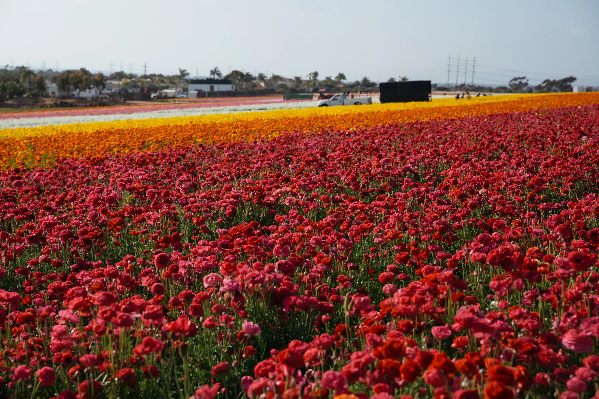 FLOWER_FIELDS-58.jpg