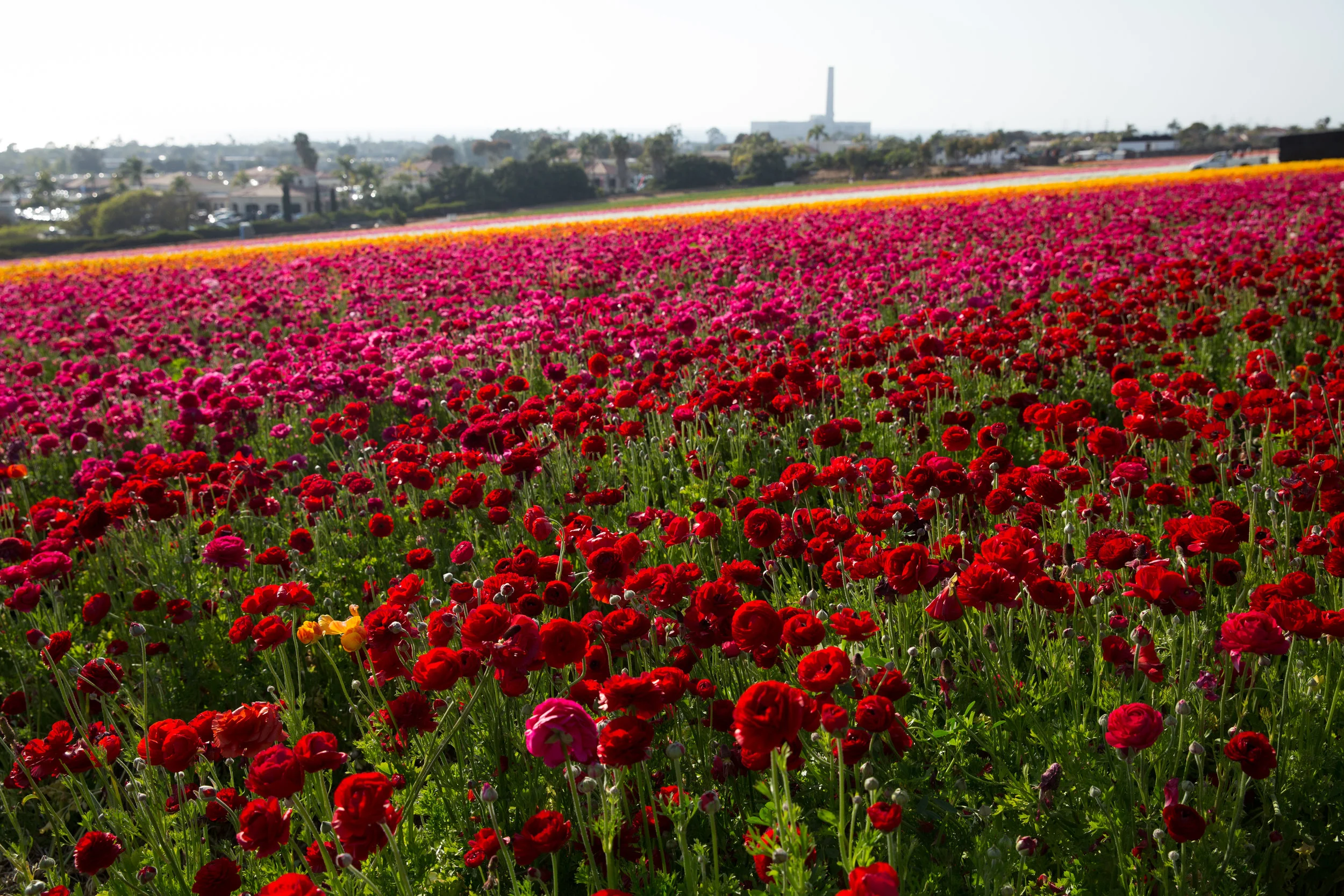 FLOWER_FIELDS-59.jpg